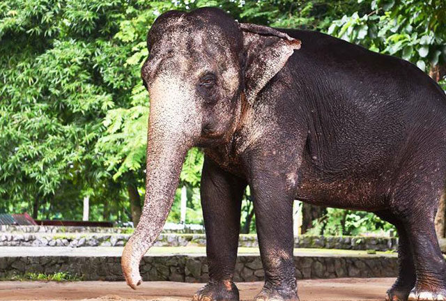 Yangoo Zoo to celebrate 64th birthday of pachyderm Mo Mo in coming October, 2017