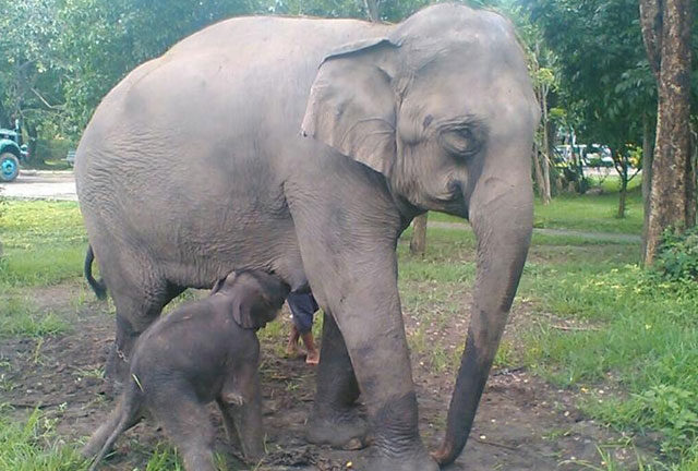 One male baby elephant was born at the Nay Pyi Daw Zoological Garden