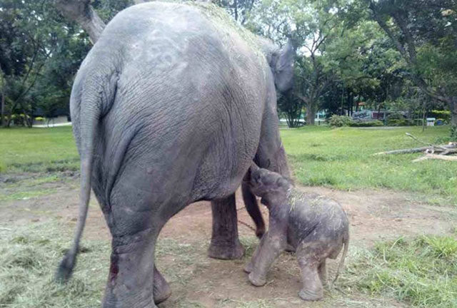 One female baby elephant was born at the Nay Pyi Daw Zoological Garden