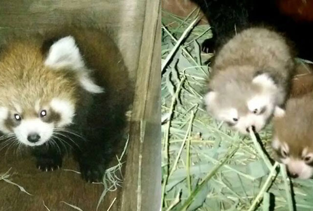 Rare species of three red panda were born at the Naypyitaw Zoo